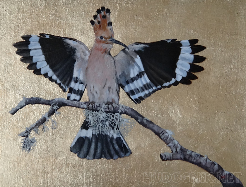 Birds of Russia. Hoopoe