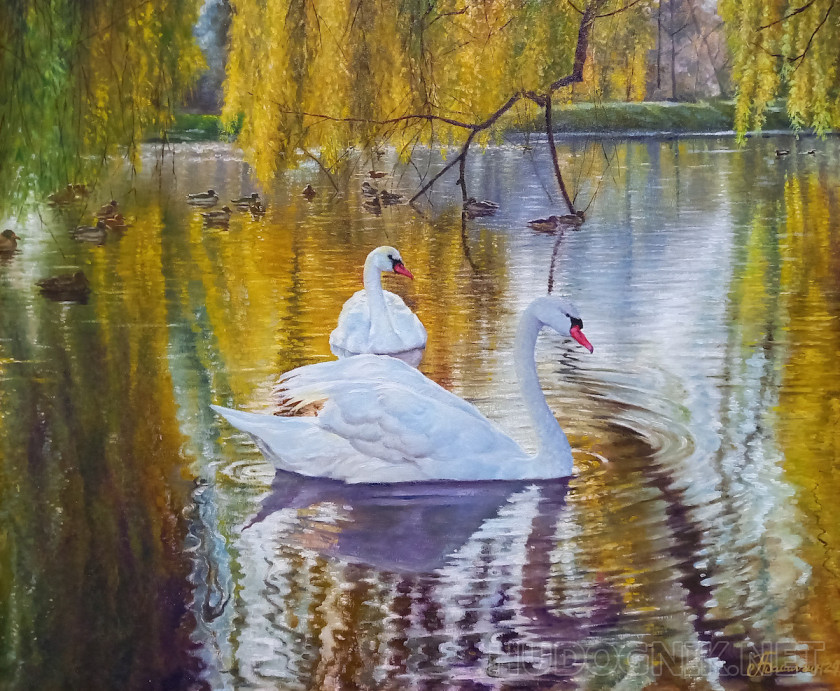 Cisnes en el estanque