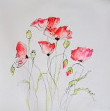 Poppies