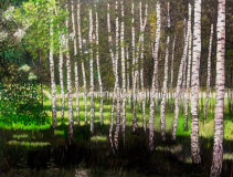 In the shade of a birch grove