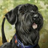 Miniature "Giant schnauzer"