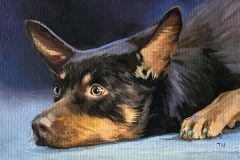 Miniature "English Toy Terrier"