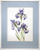 Irises