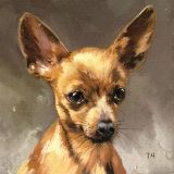 Chihuahua de pelo rojo en miniatura