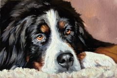 Miniature «Bernese Mountain Dog»